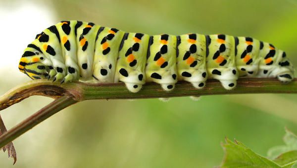 [Image: machaon-chenille.jpg]