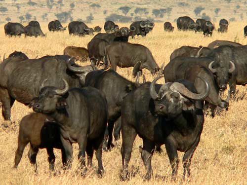 [صورة: serengeti-buffles.jpg]