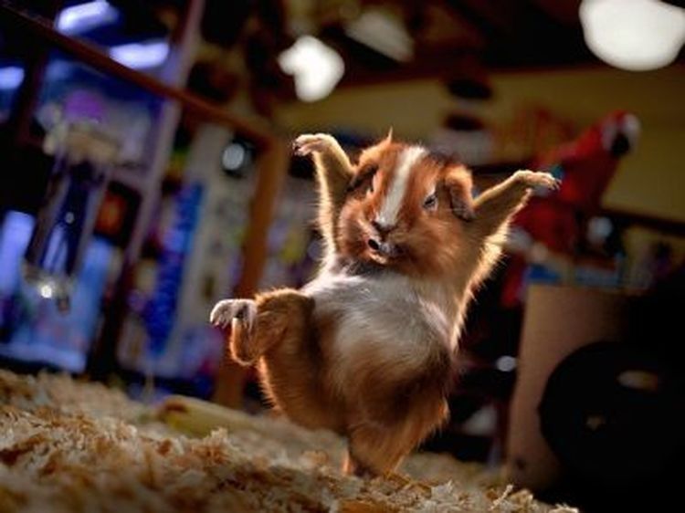 http://a21.idata.over-blog.com/0/53/97/05/Jacques10/hamster.jpg