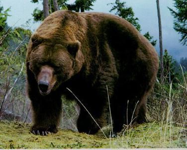 [résolu] Tatouage d'ours sur marseille... - Forum Tatouage et Piercing 