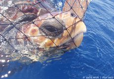 De nouvelles techniques de pêche pour sauver les tortues de mers