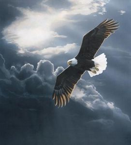 Sagesse du pluvian - Page 7 Aigle-2