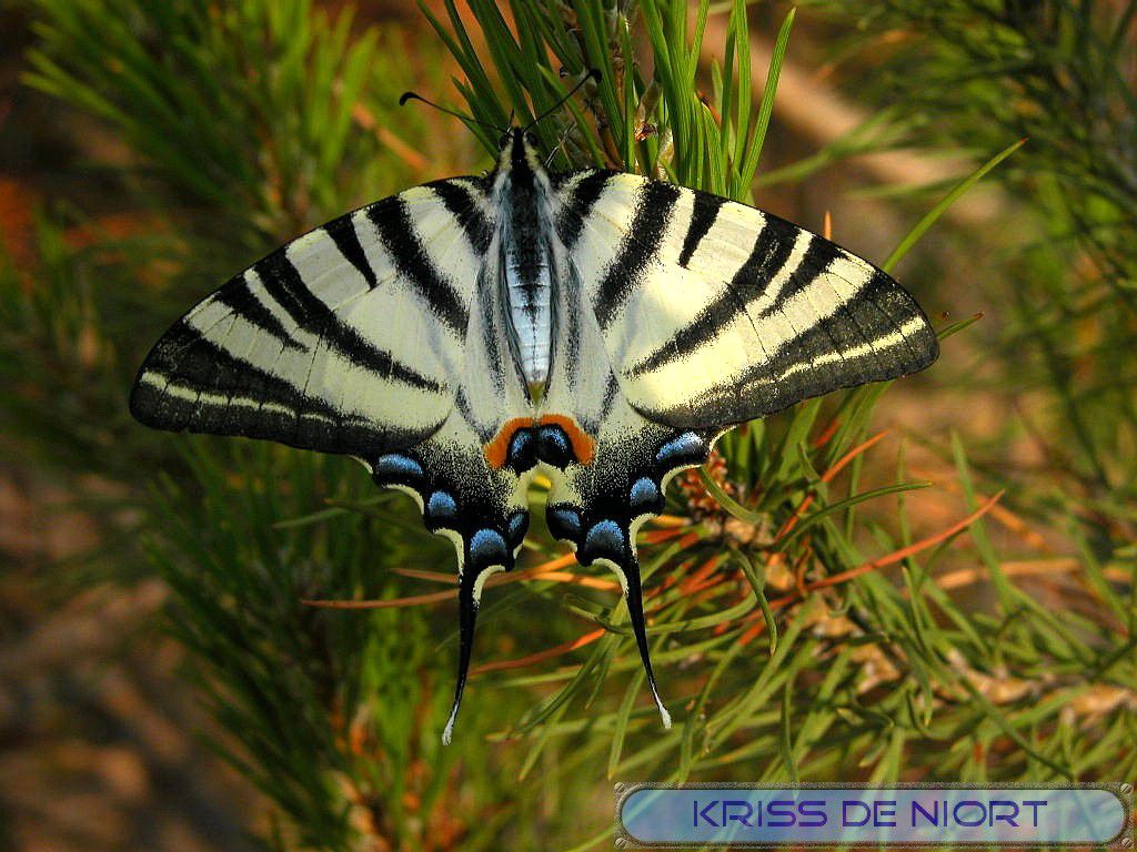 http://a21.idata.over-blog.com/3/03/14/36/papillons-chenilles/flambe-02.jpg