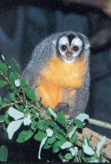 singe1.jpg