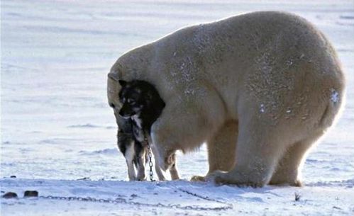 ours-calin-chien-noir-1.jpg