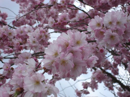 http://a21.idata.over-blog.com/500x375/1/70/07/65/blog/Fleurs-de-cerisier-du-Japon.jpg