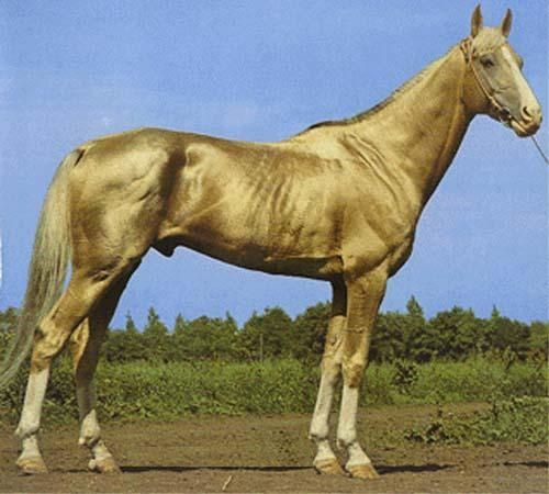 cheval albinos ou pas? Akhalteke-kambar