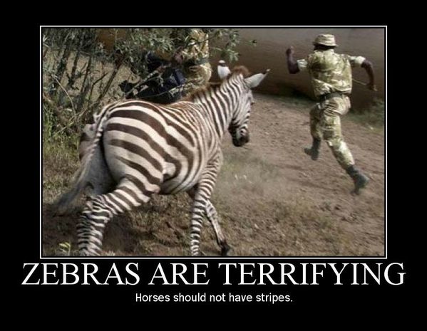 zebras_are_terrifying.jpg